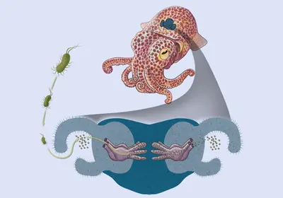 Illustration of a Hawaiian Bobtail squid Illustration of a Hawaiian Bobtail squid